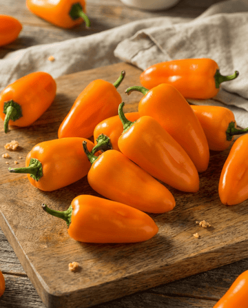 Semi di peperone snack dolce Flynn (Capsicum annuum) – ortaggio annuale biologico