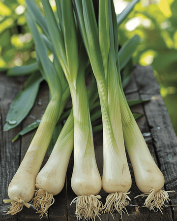 Semi di porro Hannibal (Allium porrum) – ortaggio annuale biologico