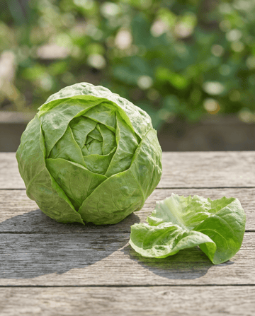 Lattuga Hilde Ii (Lactuca sativa) – semi da orto annuali biologici di SeedsChoice