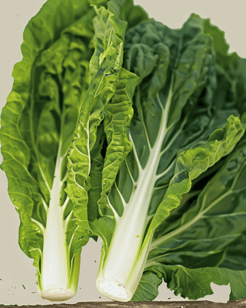 Semi di bietola da costa White Silver 2 (Beta vulgaris) – ortaggio annuale biologico