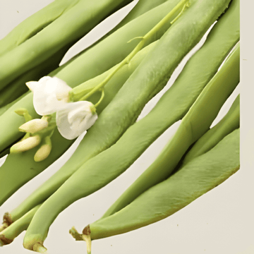 Semi di fagiolo rampicante Emergo (Phaseolus coccineus) – verdura annuale biologica