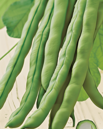 Pole Bean Neckarkönigin seeds (Phaseolus vulgaris) – organic annual vegetable