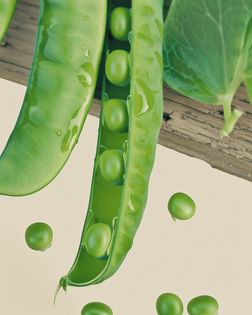 Semi di pisello Karina (Pisum sativum) – verdura annuale biologica