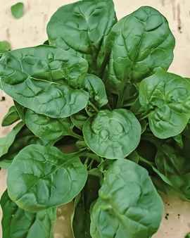 Spinach Viroflex Seeds Organic Spinacia Oleracea Annual 50g