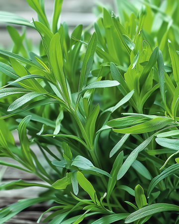 Tarragon seeds (Artemisia dracunculus) – perennial herb