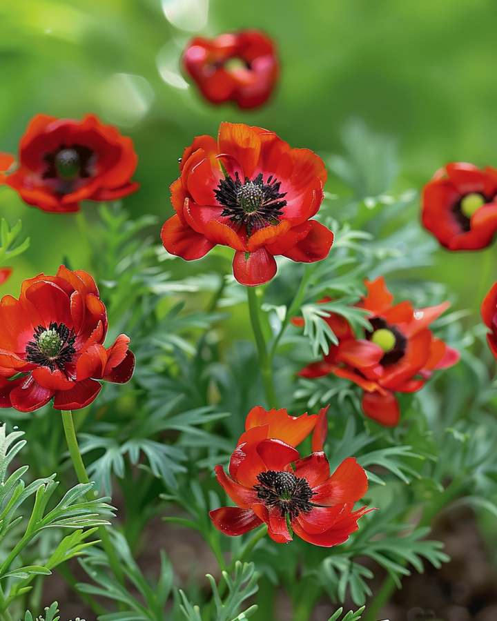 Semi di occhio di fagiano (Adonis aestivalis) – fiore annuale