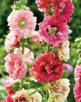 Hollyhock Summer Carnival Seeds Alcea Rosea Annual