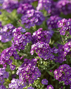 Semi di alisso dolce Royal Carpet Lobularia maritima, fiori annuali