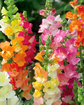 Semi di bocca di leone Antirrhinum majus miscuglio annuale Mixed Semi Tall