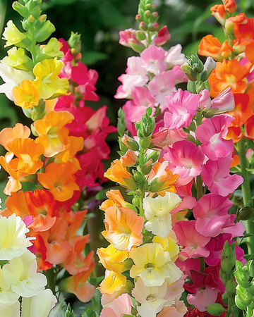 Semi di bocca di leone Half Tall (Antirrhinum majus) – miscuglio annuale