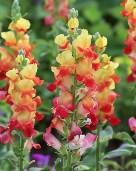 Snapdragon Mango Twist Seeds Antirrhinum Majus Annual