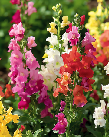 Semi di bocca di leone Tom Thumb Mixed (Antirrhinum majus) – miscuglio annuale