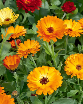 Marigold Seeds Touch Of Red Calendula Officinalis Annual Mix