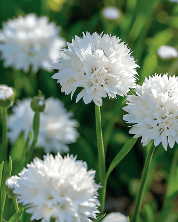 Semi di fiordaliso White Ball (Centaurea cyanus) – fiore annuale