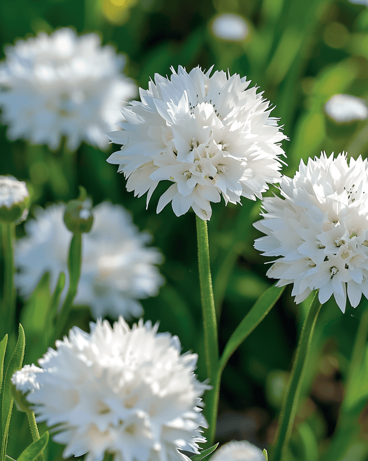 Semi di fiordaliso White Ball (Centaurea cyanus) – fiore annuale