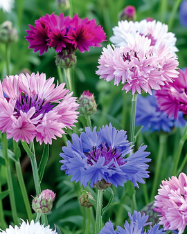 Semi di fiordaliso Centaurea cyanus annuale mix a fiore doppio