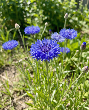 Fiordaliso Blue Ball (Centaurea cyanus) – semi di fiore annuale da SeedsChoice
