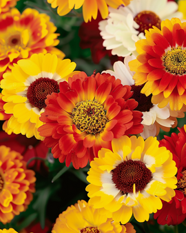 Semi di crisantemo Chrysanthemum Carinatum, fiori annuali misti