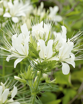 Spiderflower Seeds White Queen Cleome Hassleriana Annual