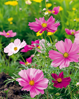 Semi di Cosmos Dwarf Sensation Mixed Cosmos Bipinnatus annuale