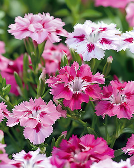Sweet William Seeds Wee Willie Dianthus Barbatus Annual Flower
