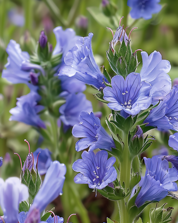 Semi di viperina (Echium plantagineum) – fiore annuale