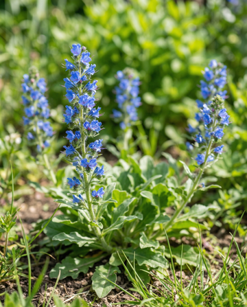 Viperina (Echium plantagineum) – semi di fiore annuale da SeedsChoice