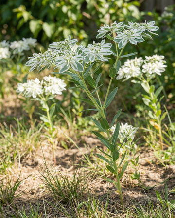 Snow On The Mountain (Euphorbia marginata) – semi di fiore annuale da SeedsChoice
