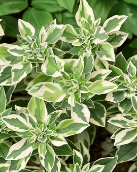 Snow On The Mountain Seeds Euphorbia Marginata Annual Flower