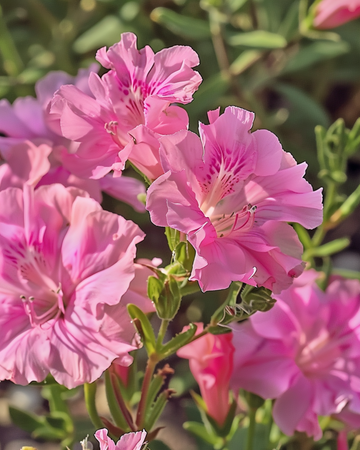 Semi di Godetia Sweetheart Pink a fiore di azalea (Clarkia amoena) – fiore annuale