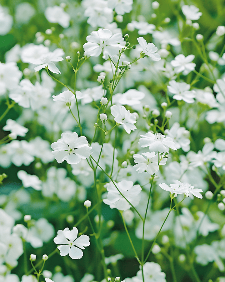 Semi di gypsophila Covent Garden White (Gypsophila elegans) – annuale