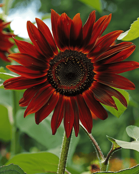 Semi di girasole Evening Sun Helianthus annuus annuale