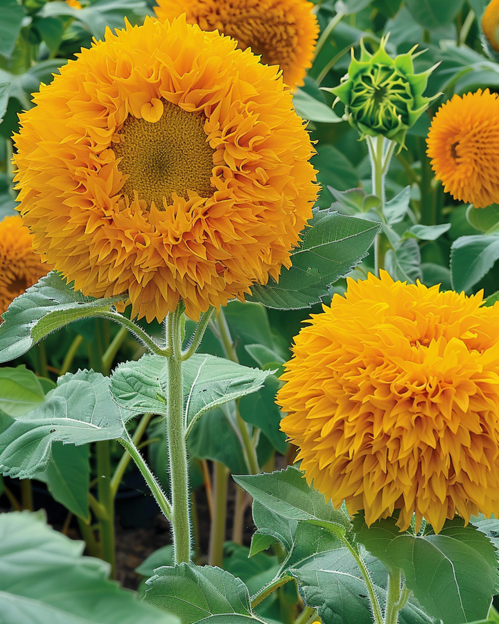 Semi di girasole Sungold Double Flowered Dwarf (Helianthus annuus) – fiore annuale