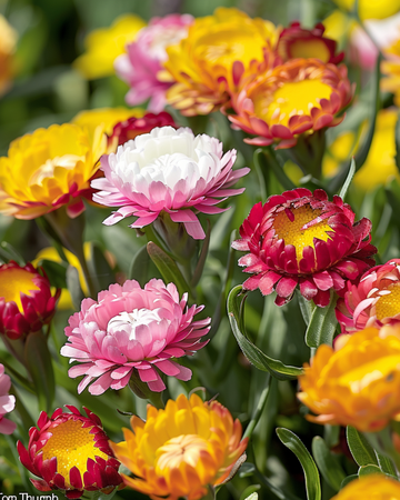 Semi di Elicriso Tom Thumb (Helichrysum bracteatum) – fiore annuale