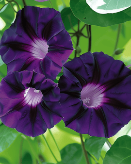 Semi di Ipomoea Purpurea Grandpa Ott rampicante annuale fiori viola