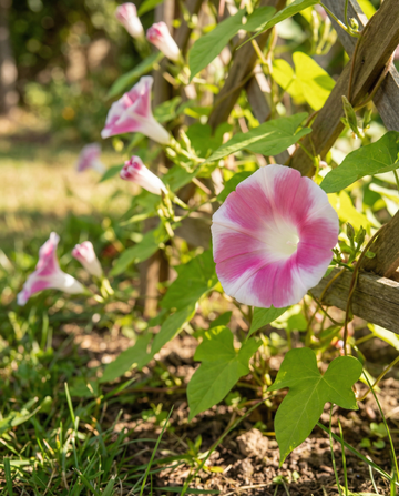 Venice Pink Climber Vine Mix (Ipomoea tricolor) – semi di rampicante annuale da SeedsChoice