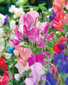 Semi di pisello odoroso Colorama mix annuale Lathyrus Odoratus