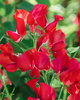 Sweet Pea Seeds Lathyrus Odoratus Royal Family Red Annual Climber