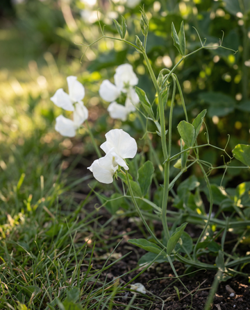 Semi di pisello odoroso Royal Family White (Lathyrus odoratus) – fiore annuale da SeedsChoice