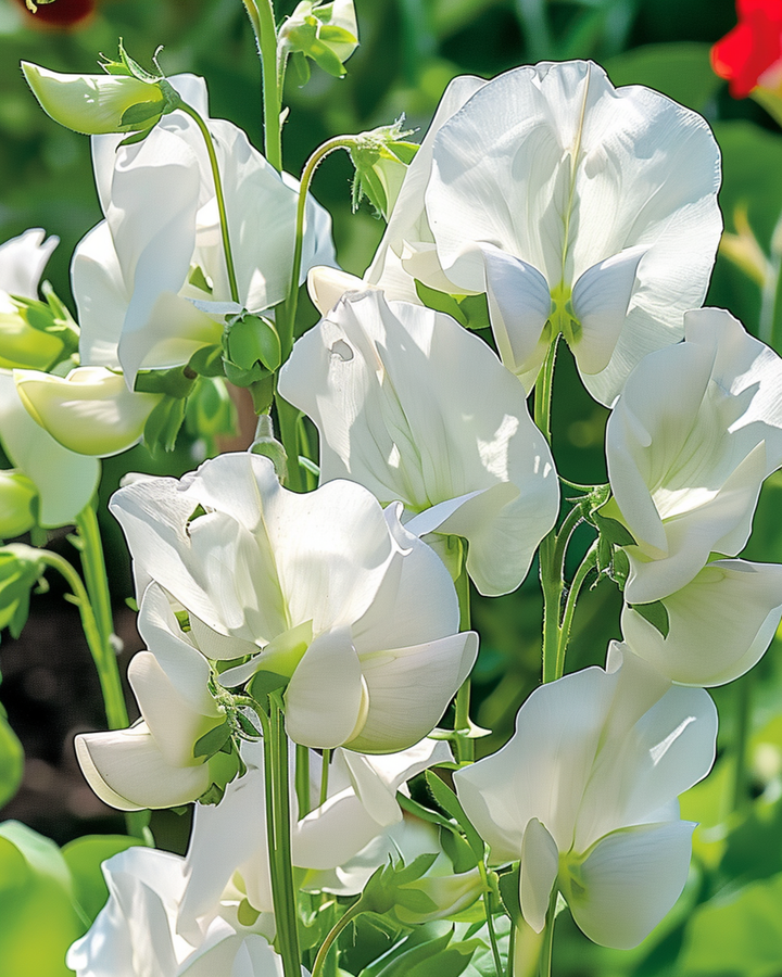 Sweet Pea Royal Family White seeds (Lathyrus odoratus) – annual flower
