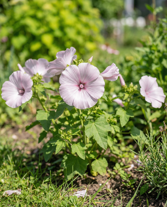 Mallow Silver Cup (Lavatera trimestris) – annual flower seeds from SeedsChoice