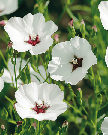 Semi di lino Bright Eyes (Linum grandiflorum) – fiore annuale
