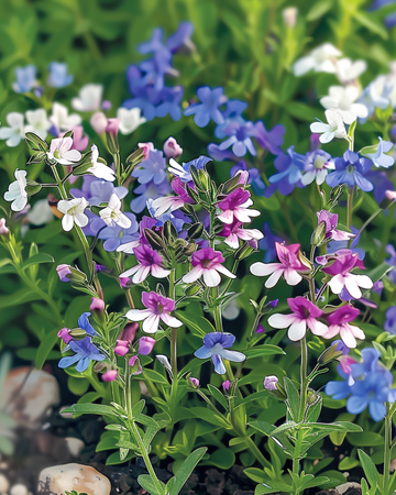 Semi String Of Pearls Mixed (Lobelia erinus) – miscuglio annuale