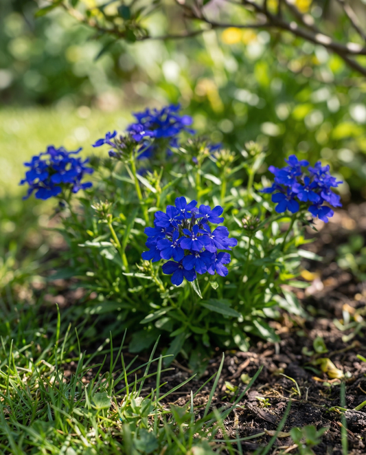 Crystal Palace (Lobelia erinus) – semi di fiore annuale di SeedsChoice