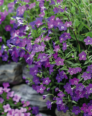 Semi Trailing Sapphire (Lobelia erinus) – annuale