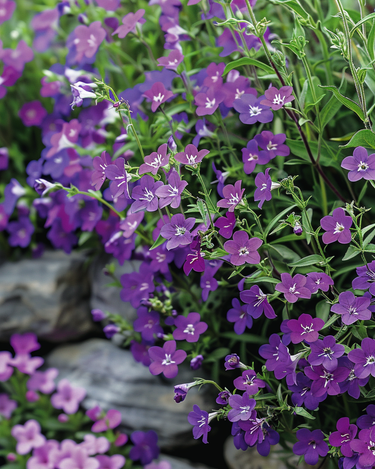 Trailing Sapphire seeds (Lobelia erinus) – annual
