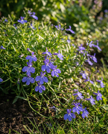Trailing Sapphire (Lobelia erinus) – semi annuali da SeedsChoice