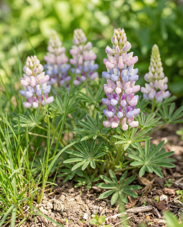 Lupino Pixie Delight misto (Lupinus nanus) – semi di miscuglio annuale di SeedsChoice