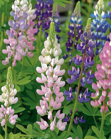 Semi di lupino Pixie Delight misto (Lupinus nanus) – miscuglio annuale