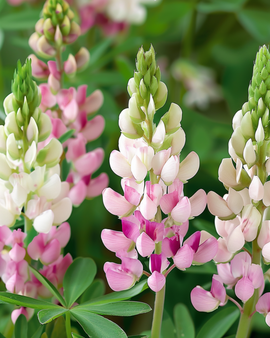 Lupine Seeds Pink Fairy Lupinus Elegans Annual Flowers